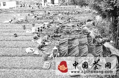 关于恩施龙凤镇：就近育苗大幅降低成本成活率高（图）的新闻