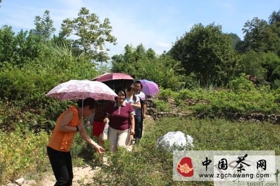 关于杜春芝调研永定罗塔坪乡茅岩莓茶产业的最新消息(1)