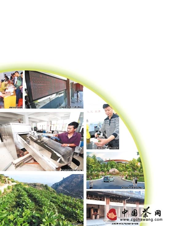 关于安溪创新在茶产业链开花结果（图）的最新资讯