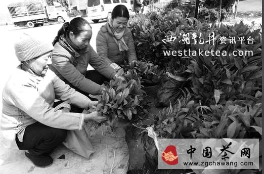 关于三江县优化茶叶品种，促进茶叶产业转型升级的消息
