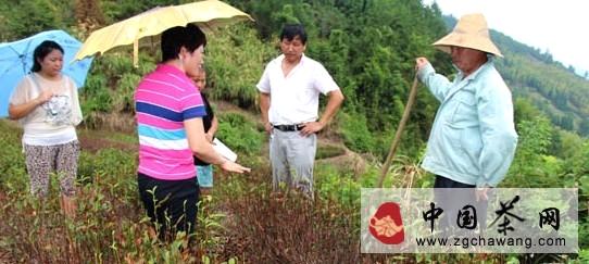 关于建德市茶叶站工作人员指导茶区恢复灾后生产的新闻(2)