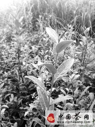 关于安溪铁观音茶园管理推出“放养”模式的最新资讯