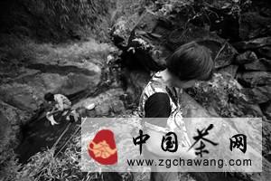关于宁波部山区干旱显现 秋茶大幅减产的最新资讯(2)