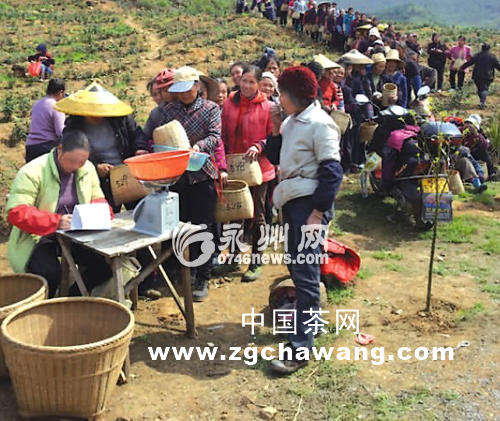 有关于江华：“明前茶”走俏 茶农采茶忙的最新消息