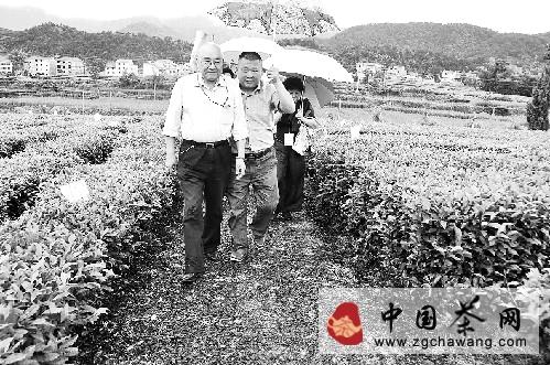 关于磐安云峰茶叶缘何逆势飘红？的热门资讯(2)