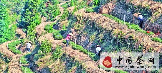 关于安溪明年将力推GAP认证 打造茶园“升级版”的新闻(2)