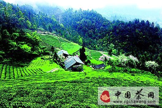 关于深山名茶五年品牌拉锯战的消息