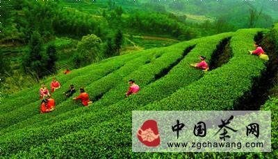 关于乐山棉花村发展茶产业 茶叶4050亩的资讯