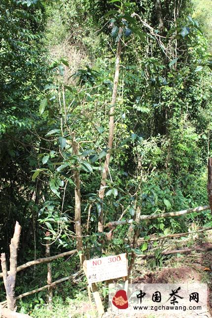 关于理解曼松贡茶 从稀有开始的热门消息(3)