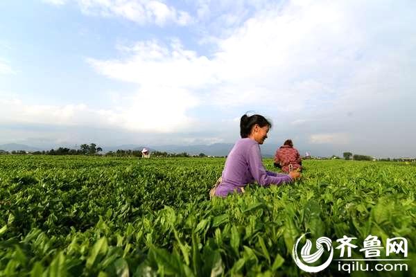 关于每亩产值上万 茶产业让丽水大石村走上致富路的最新信息