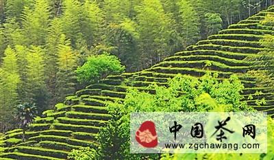 关于专家提议：让“武夷茶”担纲打市场的资讯