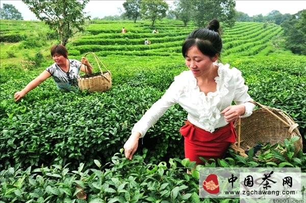 有关于岳西县夏秋茶出口实现三方多赢局面的热门消息