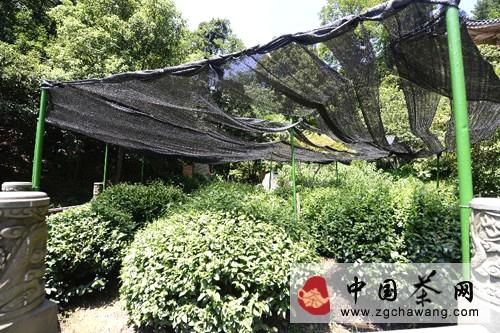 有关于茶届动态：杭州茶农抗旱护茶的信息