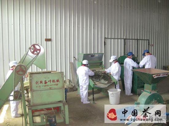 关于福鼎市白琳镇“三板斧”力助茶产业发展(图)的最新消息(2)
