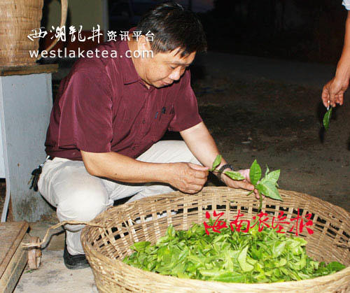 关于海南乌石农场领导夜查茶叶收青质量的最新消息