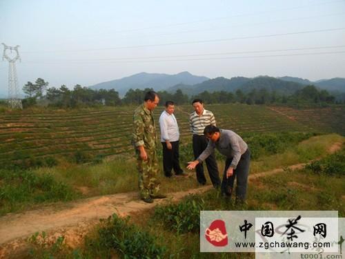 有关于杜起洪一行深入宁化县指导茶叶生产的消息