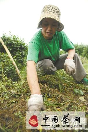 有关于杭州迎来后高温时期，龙井茶农还是不得闲(图)的最新信息(6)