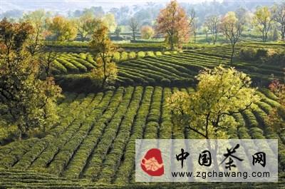 有关于新县茶产业发展正当时的热门消息(1)