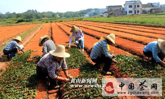 关于休宁引种大量优质茶苗 国庆加班加点扦插忙的热门消息