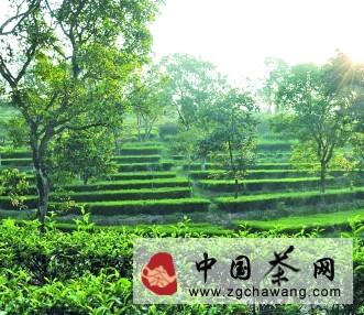 有关于破题同质化竞争 安溪铁观音回归精耕细作时代的热门资讯