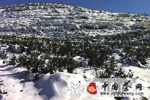 关于低温雨雪天气袭击贵州 早春茶叶很＂受伤＂(图)的热门信息