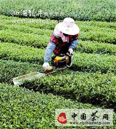 关于永定挖掘高东茶优势 重点扶持３家生态茶园的新闻
