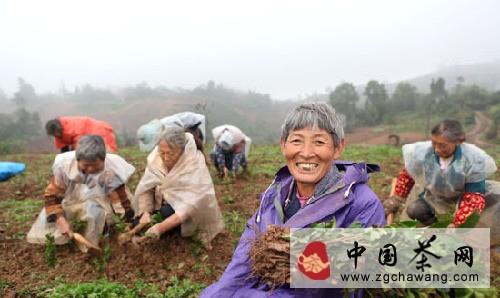 有关于永川区永荣镇茶农冒雨栽种300多万株茶苗的资讯(1)