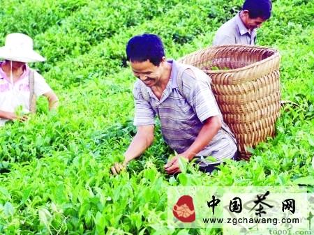 有关于普安县进入夏茶采摘高峰期的热门新闻
