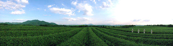 有关于行走千年新昌风光 感受万里茶路飘香的最新消息