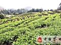 有关于莆田龟山茶园：皇家贡茶几经荒芜首收成(图)的热门资讯(1)