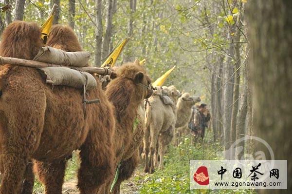 有关于“重走茶叶之路”驼友生活纪实【组图】的资讯(13)