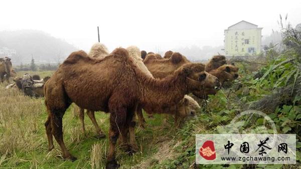 有关于“重走茶叶之路”驼友生活纪实【组图】的资讯(6)