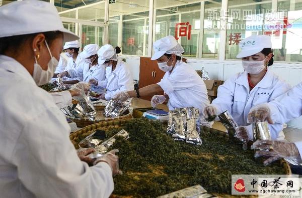 有关于甘孜雪域俄色茶促农牧民增收致富的最新资讯(1)