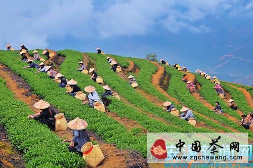 关于安溪奏响“中国茶·中国梦”时代强音的最新资讯(1)