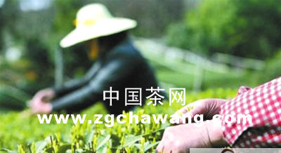 有关于明前茶遭遇大连商家“小范围炒作”的最新信息