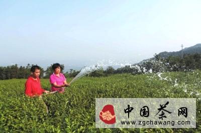 有关于高温炙烤千亩茶树 玉琳茶业员工积极浇水抗旱的新闻
