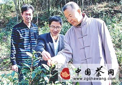 关于北京茶人要让顺昌郭岩山千株老茶“重见天日”的资讯