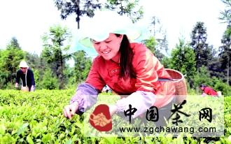 有关于贵州省加快建设高效茶园 多元产品提高茶叶效益的新闻(2)