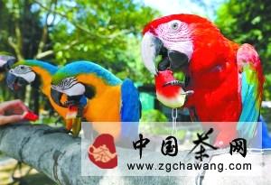 关于杭州高温烤死千亩龙井茶树 明年春茶恐涨价的最新消息(1)