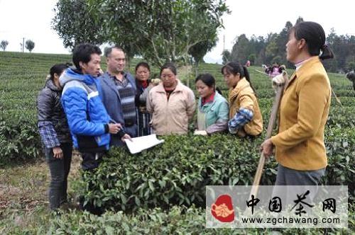 关于凤冈县35万余亩生态茶园全面施用有机肥的最新信息