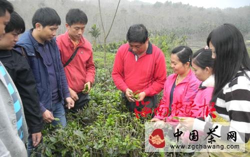 关于海南乌石农场团员干部助茶工采茶的消息