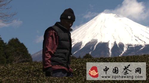 关于纪录片《茶》讲述日本茶道引热议的最新信息