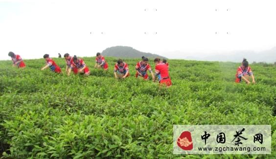 关于德江县合兴乡着力建设高效茶叶示范园区的热门信息