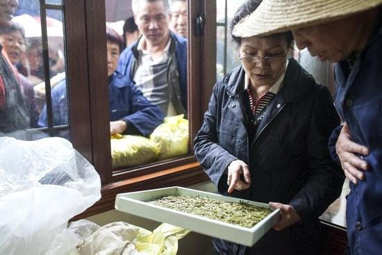 关于张一元开始收购狮峰龙井茶 茶农热情高涨的热门资讯