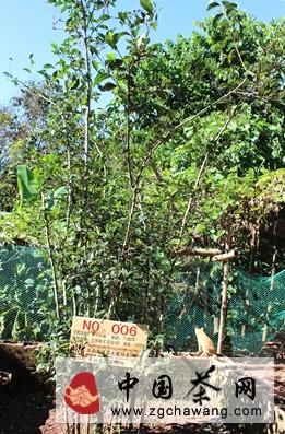 有关于解密生命之叶曼松贡茶三大真相的消息