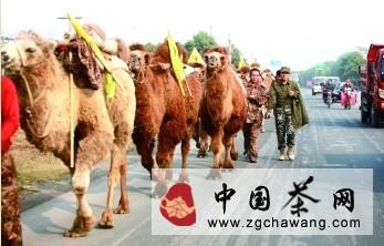 关于重走茶道驼队经过荆门市的热门资讯