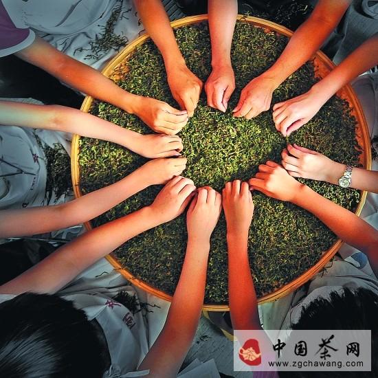 关于汇聚茶文化旅游项目 展示多元化旅游资源的消息