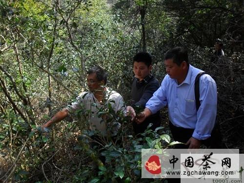 有关于杜起洪一行深入宁化县指导茶叶生产的消息(1)