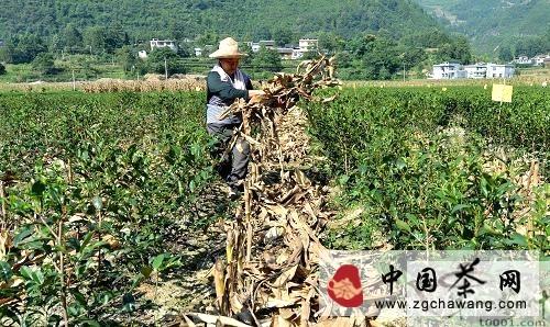 有关于宣恩县茶叶产区全面推行“秸杆肥田”的最新信息