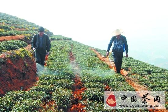 关于茶乡忙于封园和培训茶农的热门资讯